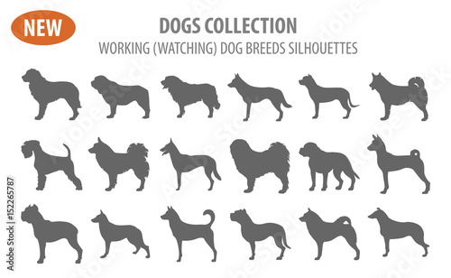 Working, watching dog breeds,  set icon isolated on white . Flat style.