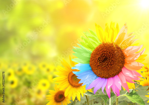 Sunflower with petals painted in rainbow colors photo