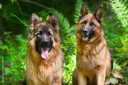 Two german sherpherd dog close up portrait sitting in forest fern