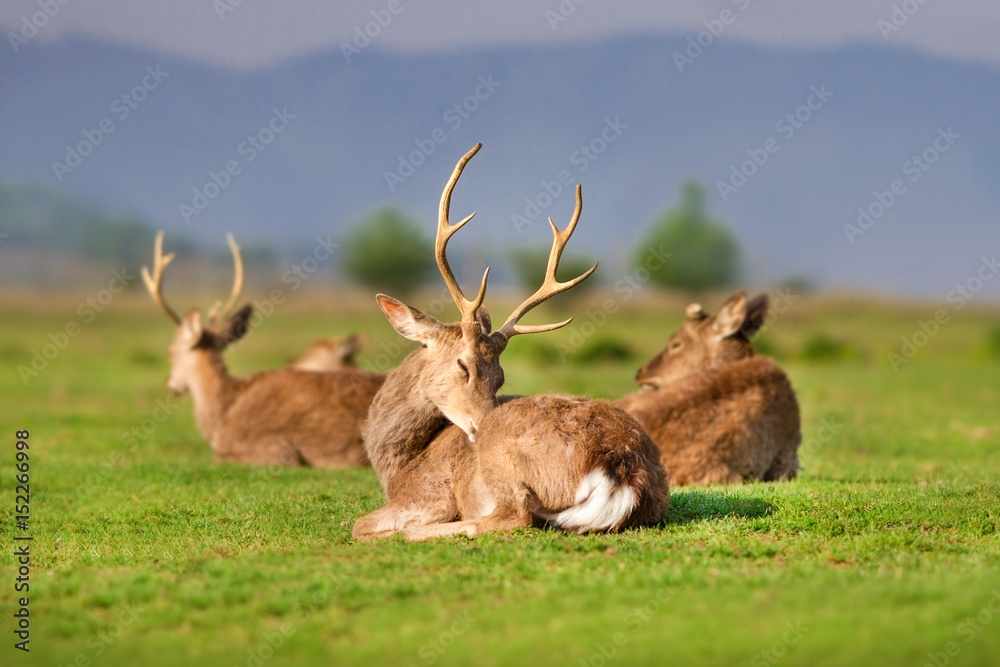 Fototapeta premium Horde of Resting Deer on spring field against blue mountain view