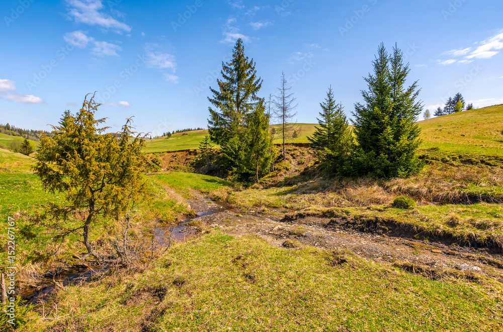 mountain stream among the forest on meadow mountain stream among the forest on meadow