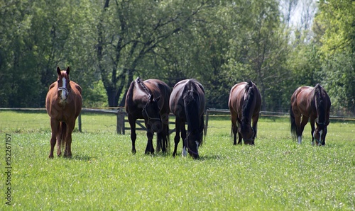 herd of horses © Michal