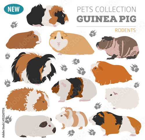 Foto Guinea Pig breeds icon set flat style isolated on white
