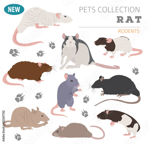 Rat breeds icon set flat style isolated on white. Pet rodents collection. Create own infographic about pets
