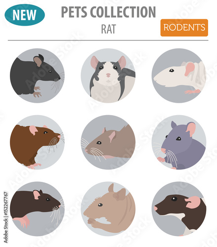 Rat breeds icon set flat style isolated on white. Pet rodents collection. Create own infographic about pets