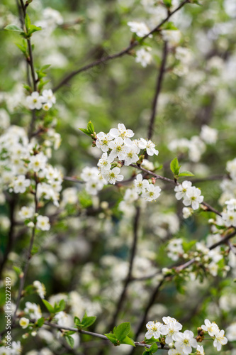 White Cherry Blooming Trees