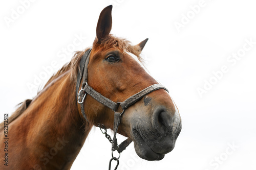 Closeup of a beautiful horse on white background.