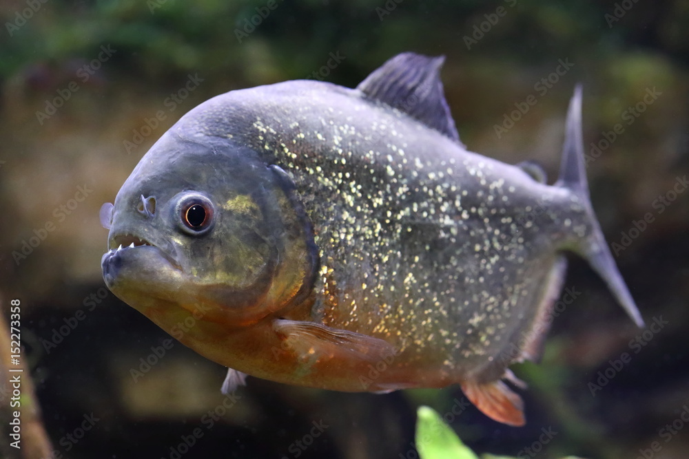 Fototapeta premium Pygocentrus nattereri. Piranha with mouth open