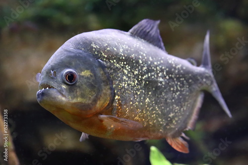 Pygocentrus nattereri. Piranha with mouth open photo