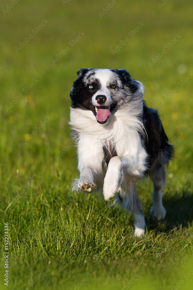 Rennender Border Collie