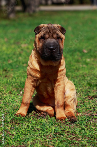 Shar Pei dog sitting