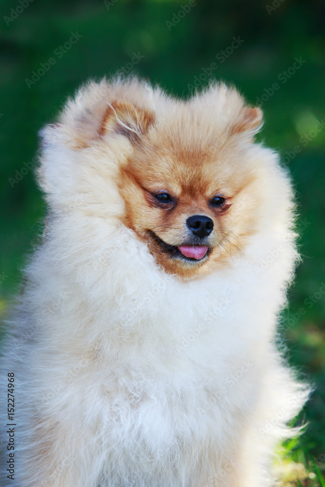 Orange pomeranian dog Orange pomeranian dog