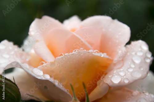 バラの花と雨のしずく