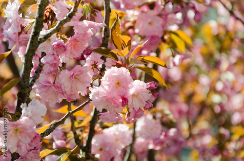 Sakura. Beautiful cherry blossom