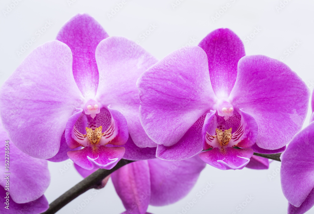 Pink streaked orchid flower, isolated on white background Pink streaked orchid flower, isolated on white background