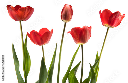 Set of five red color tulips isolated on white background