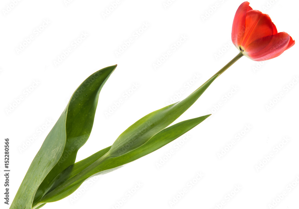 Single red color tulip isolated on white background Single red color tulip isolated on white background