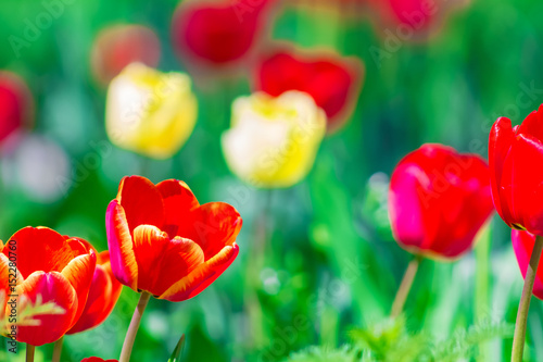 Red and yellow tulips on a flowerbed on a sunny spring day  nature background