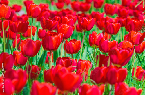 Fototapeta Naklejka Na Ścianę i Meble -  Red tulips in green grass on a sunny spring day, nature background