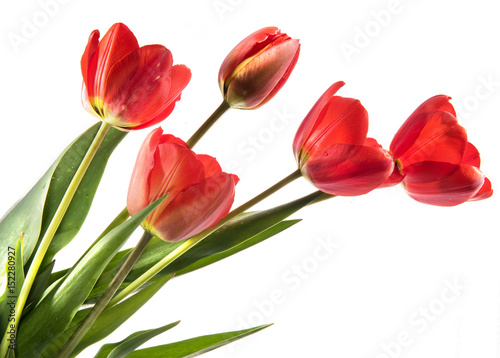 Set of five red color tulips isolated on white background