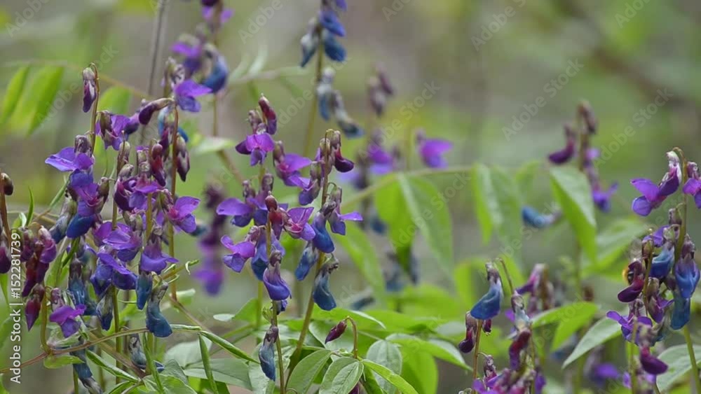 Beautiful wild flowers and the bee flies Beautiful wild flowers and the bee flies