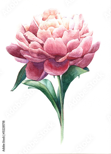 Watercolor pink peony flower isolated on white