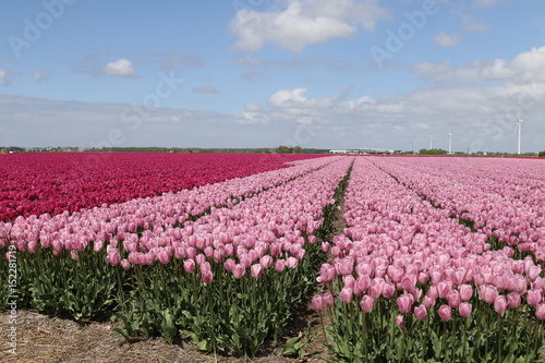 Tulpenfelder