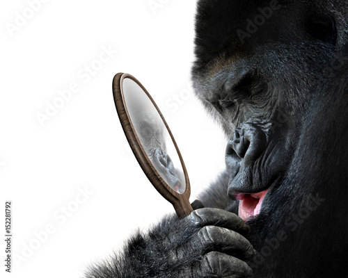 Curious gorilla looking at his handsome self reflection in mirror and smiling lovingly photo