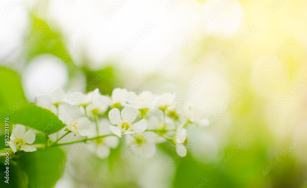 Blooming spring cherry Blooming spring cherry