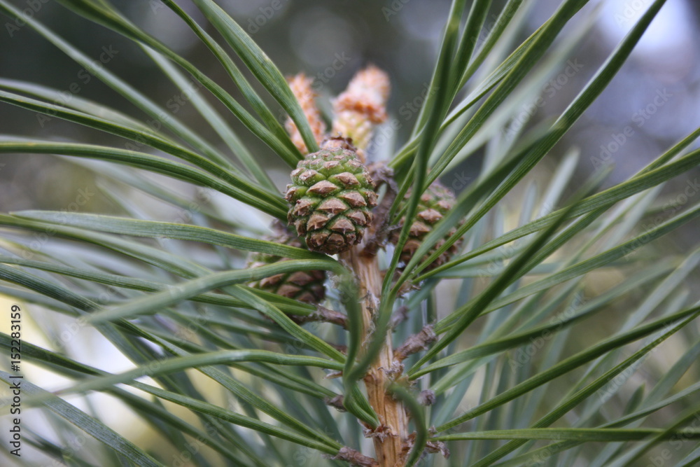 Obraz premium pine