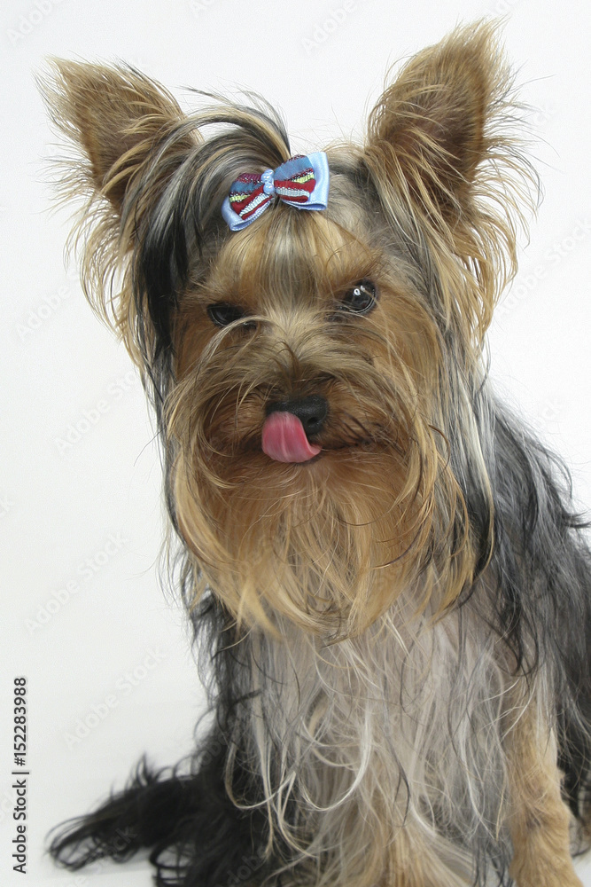 Naklejka premium YORKSHIRE TERRIER