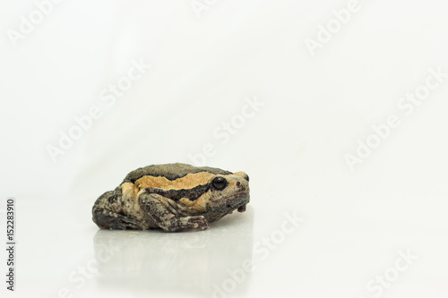 Bullfrog (Kaloula pulchra, Microhylinae) isolated on white background photo