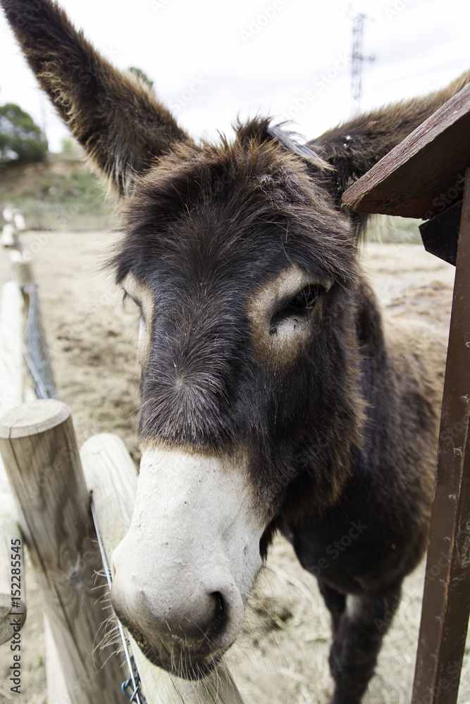 Donkey on a farm