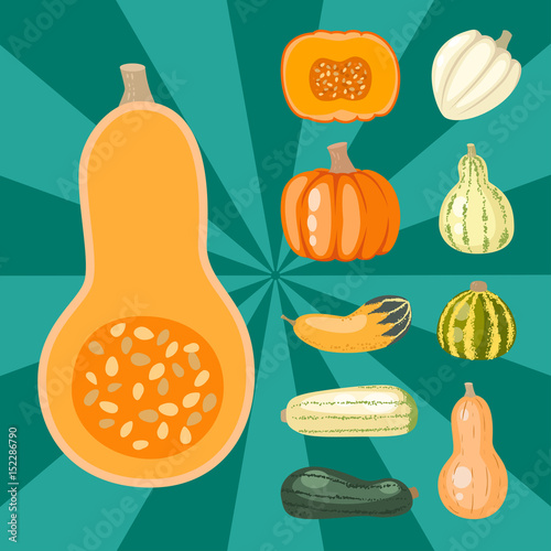 Fresh orange pumpkin decorative seasonal ripe food organic healthy vegetarian vegetable vector