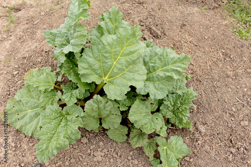 green rhubarb growing on the ground in the garden