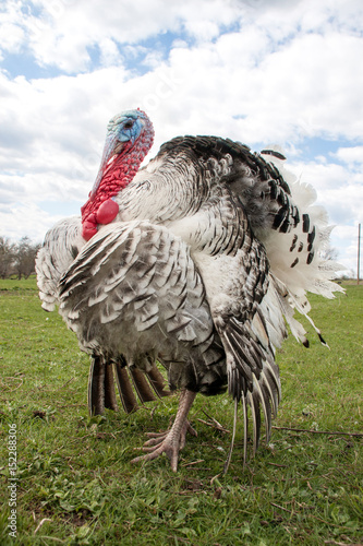 turkey male or gobbler closeup on green grass with blue sky photo