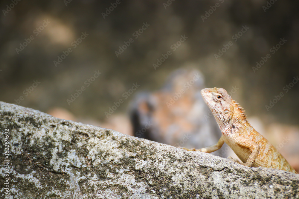 Portrait of Lizard from Thailand (Southeast Asia) Portrait of Lizard from Thailand (Southeast Asia)