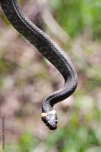 grass snake Natrix natrix hanging in the air © kolesnikovserg