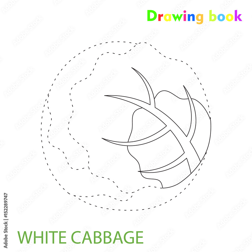 White cabbage coloring and drawing book vegetable design illustration White cabbage coloring and drawing book vegetable design illustration