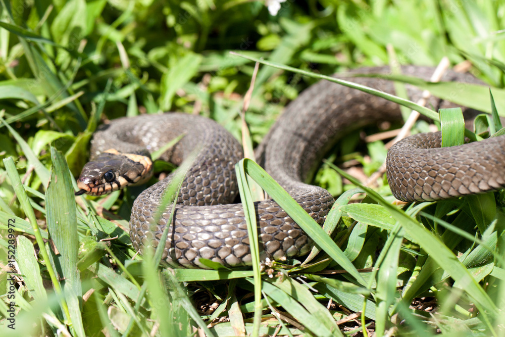 grass snake Natrix natrix in the grass grass snake Natrix natrix in the grass