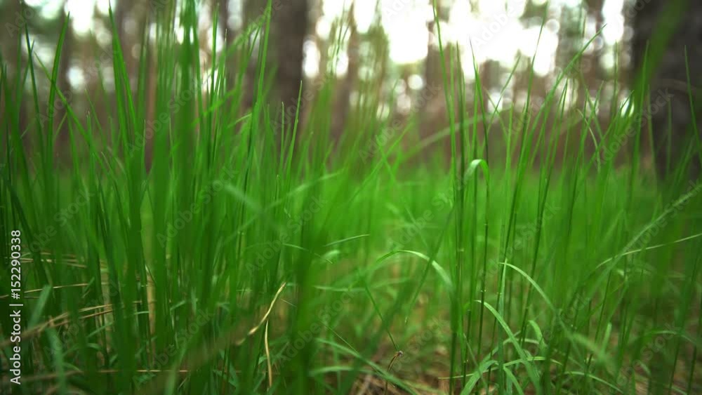 Green grass on the lawn 4k video Green grass on the lawn 4k video