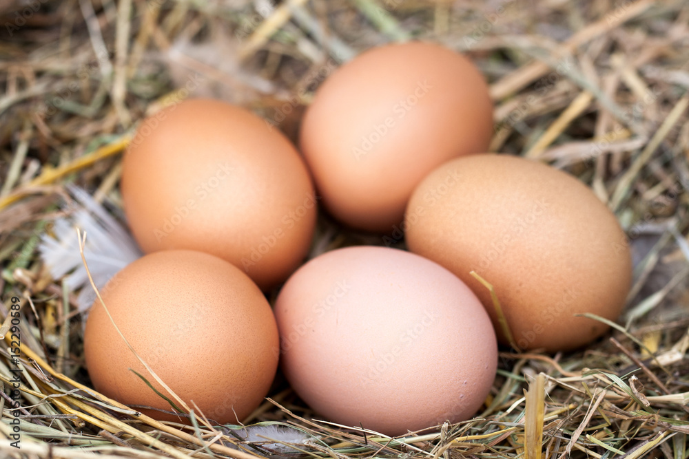 five chicken eggs lying in the nest of straw