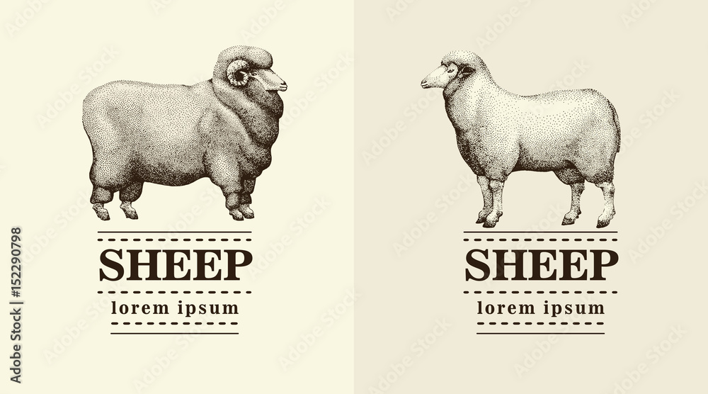 Fototapeta premium silhouette sheep, logo template, vector hand drawn illustration.