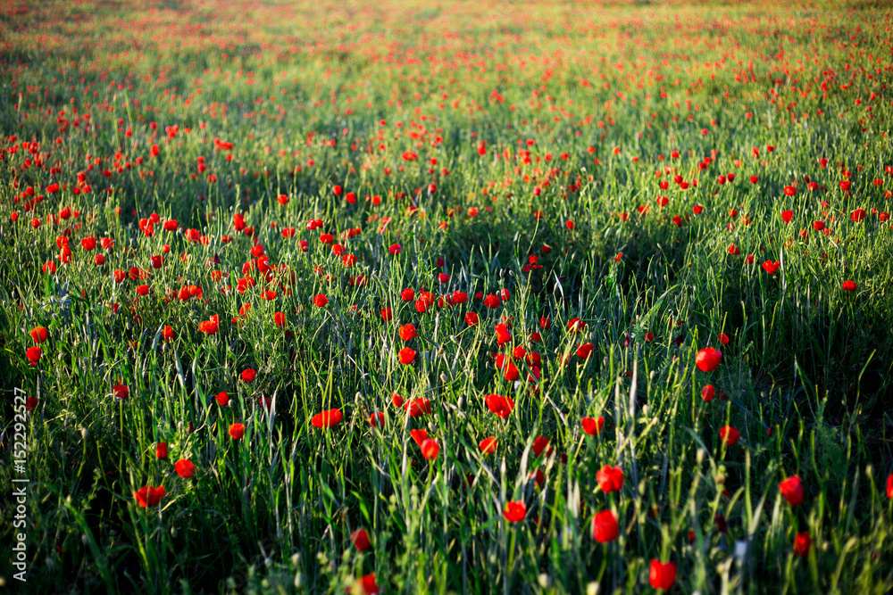 Bright vivid poppy field on a sunset background Bright vivid poppy field on a sunset background