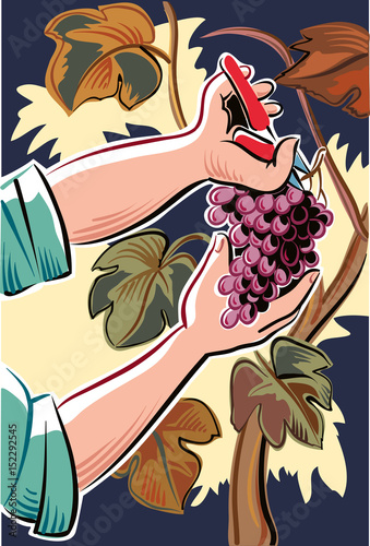 Male hand with shears, captures a cluster of ripe grapes in a vineyard.