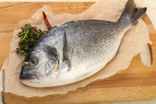 raw dorada fish