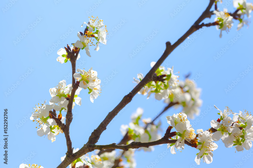 White blossom and leaves White blossom and leaves