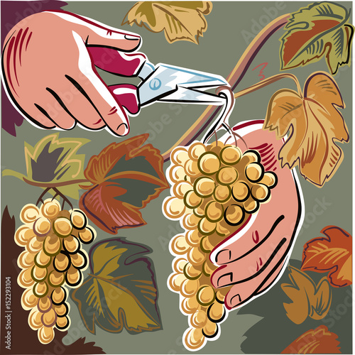 Male hand with shears, captures a cluster of ripe grapes in a vineyard.