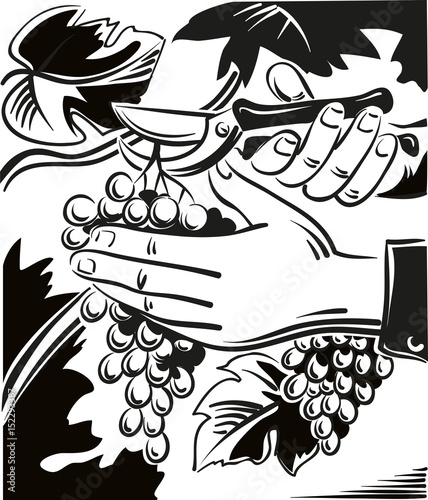 Male hand with shears, captures a cluster of ripe grapes in a vineyard.
