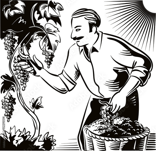 Man, in an attempt to seize the vineyard ripe grapes during the harvest